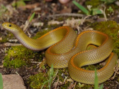 Lamprophis Aurora