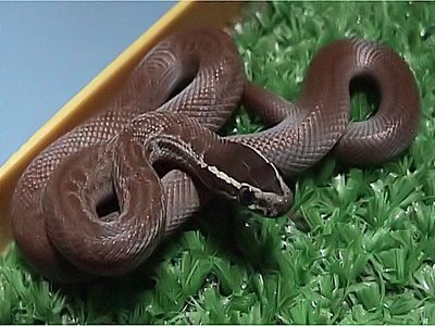 Lamprophis Fuliginosus