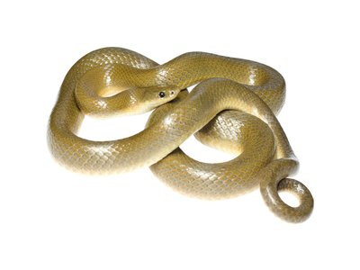 Lamprophis Fuscus