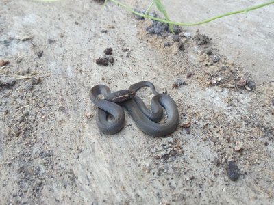 Lamprophis Lineatus