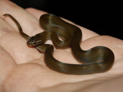 Lamprophis Olivaceus