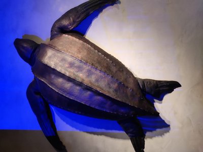 Leatherback Sea Turtle
