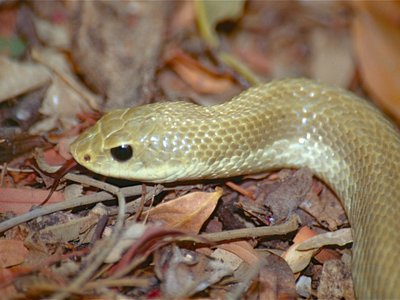 Leioheterodon Modestus