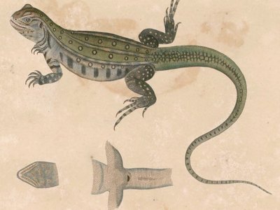 Leiolepis Belliana