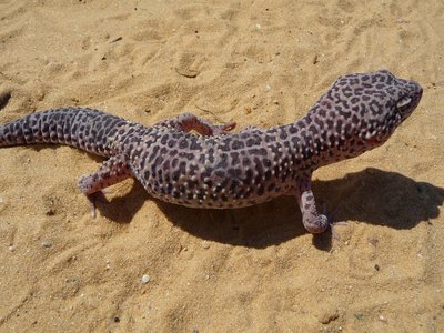 Leopard Gecko