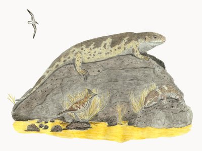 Macroscincus coctei