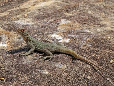 Madagascar Iguana