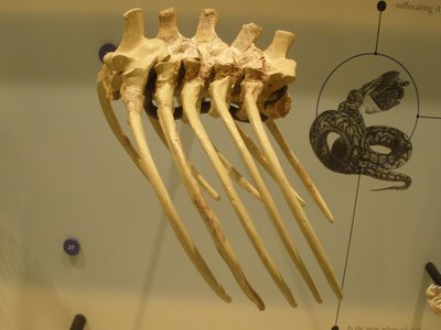 Madtsoiidae