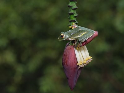 Malabar Gliding Frog