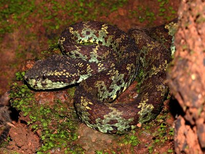 Malabar Pit Viper