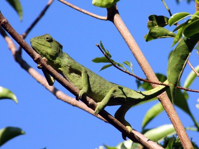 Malagasy Chameleon