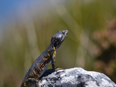 Malagasy Girdled Lizard