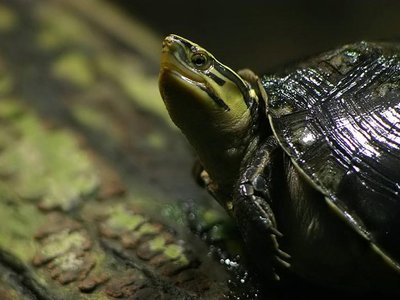 Malayan Box Turtle