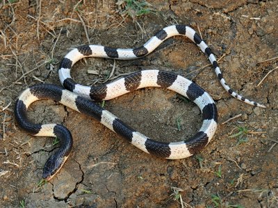 Malayan Krait