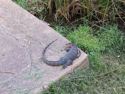 Malayan Monitor