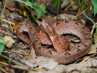 Malayan Pit Viper