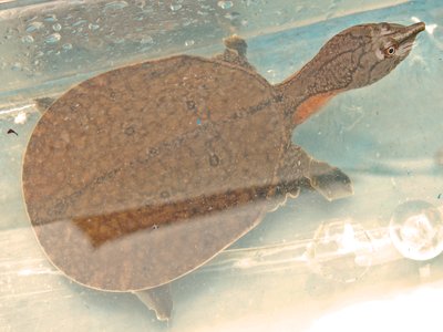 Malayan Softshell Turtle