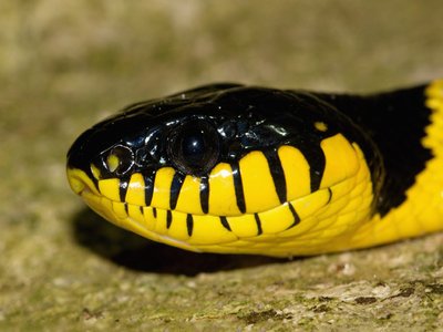Mangrove Cat Snake