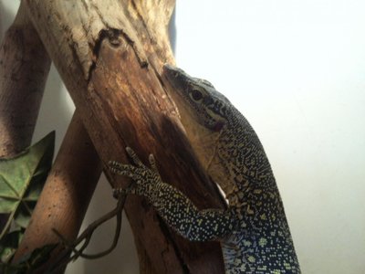 Mangrove Monitor