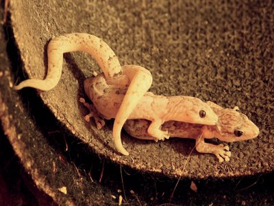 Marbled Gecko
