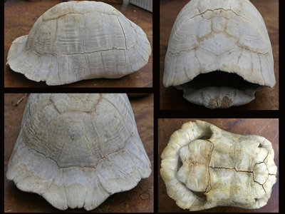 Marginated Tortoise