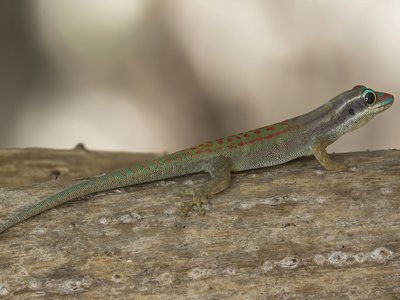 Mauritius Ornate Day Gecko