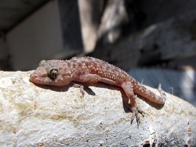 Mediterranean House Gecko