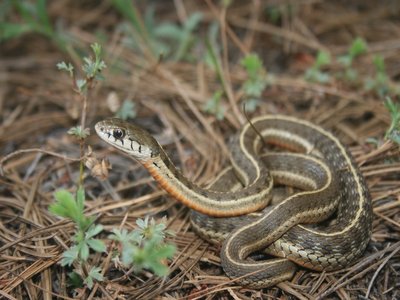 Mexican Garter Snake