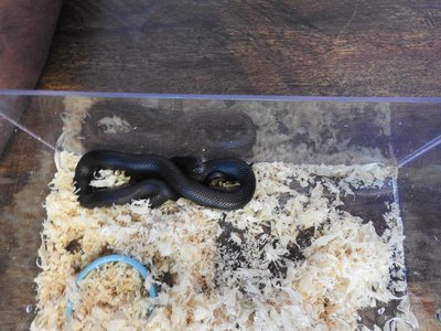 Mexican Kingsnake