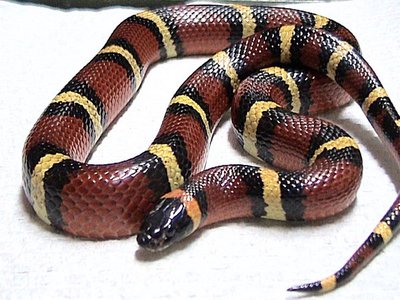 Mexican Milk Snake
