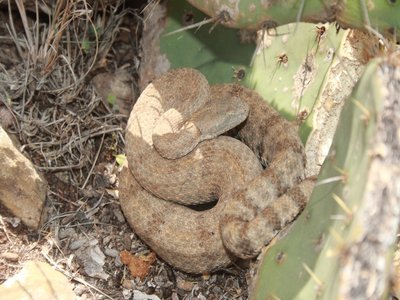 Mexican Mottled Rock Snake