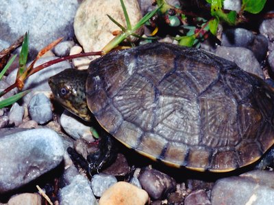 Mexican Mud Turtle