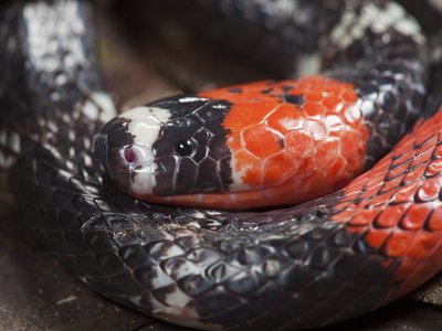 Micrurus lemniscatus