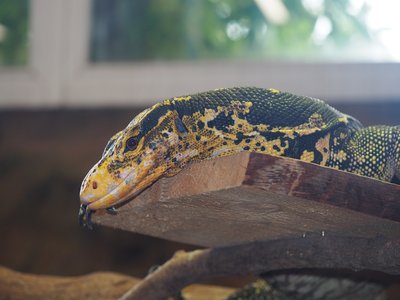 Mindanao Monitor