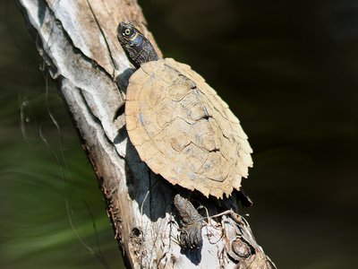 Mississippi Map Turtle