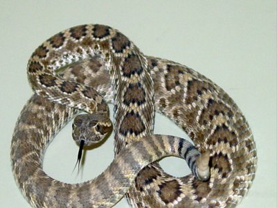 Mojave Rattlesnake