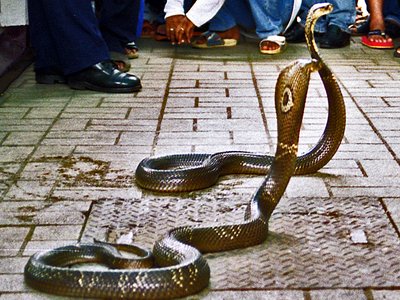 Monocled Cobra