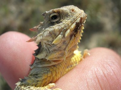 Montane Horned Lizard
