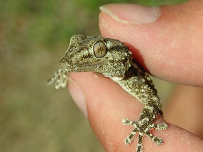 Moorish Gecko