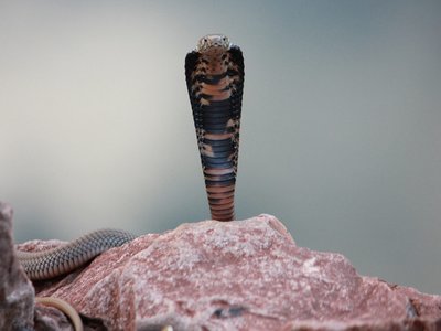 Mozambique Spitting Cobra