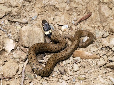 Natrix astreptophora