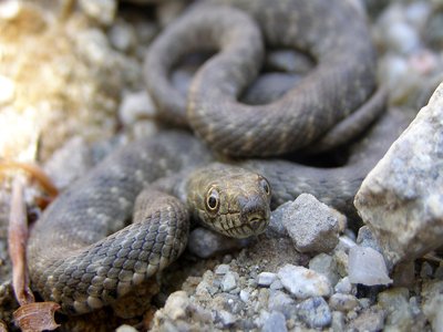 Natrix tessellata