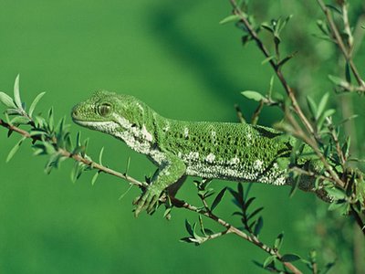 Naultinus manukanus