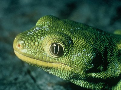 Naultinus stellatus