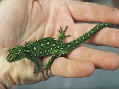 Naultinus tuberculatus