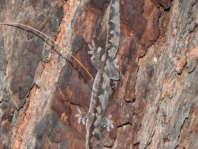 Nebulifera robusta