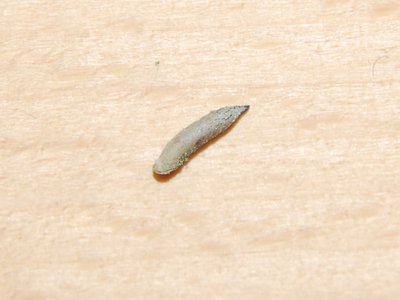 Necroscia annulipes