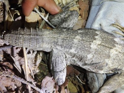 Oaxacan Spiny Lizard