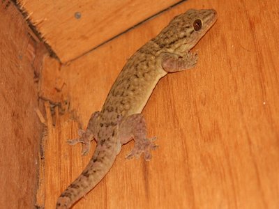 Oceanic Gecko