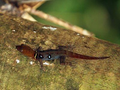 Ocellated Gecko
